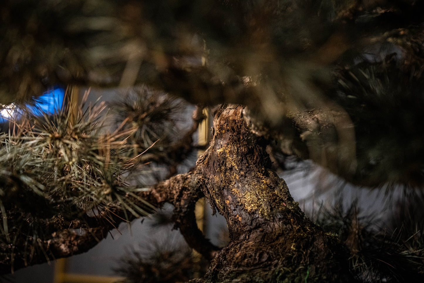 Dry Bonsai Reproduction
