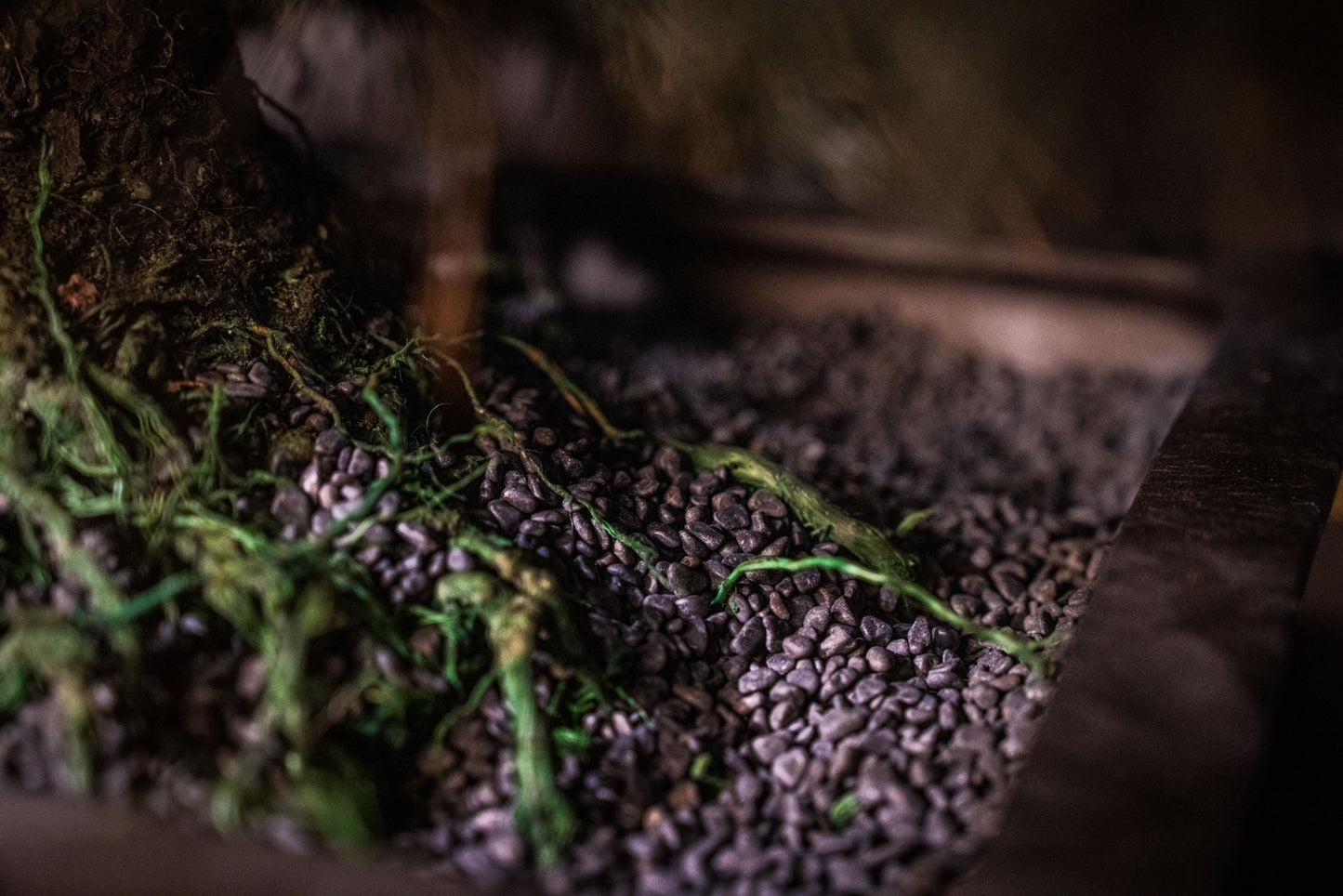 Dry Bonsai Reproduction