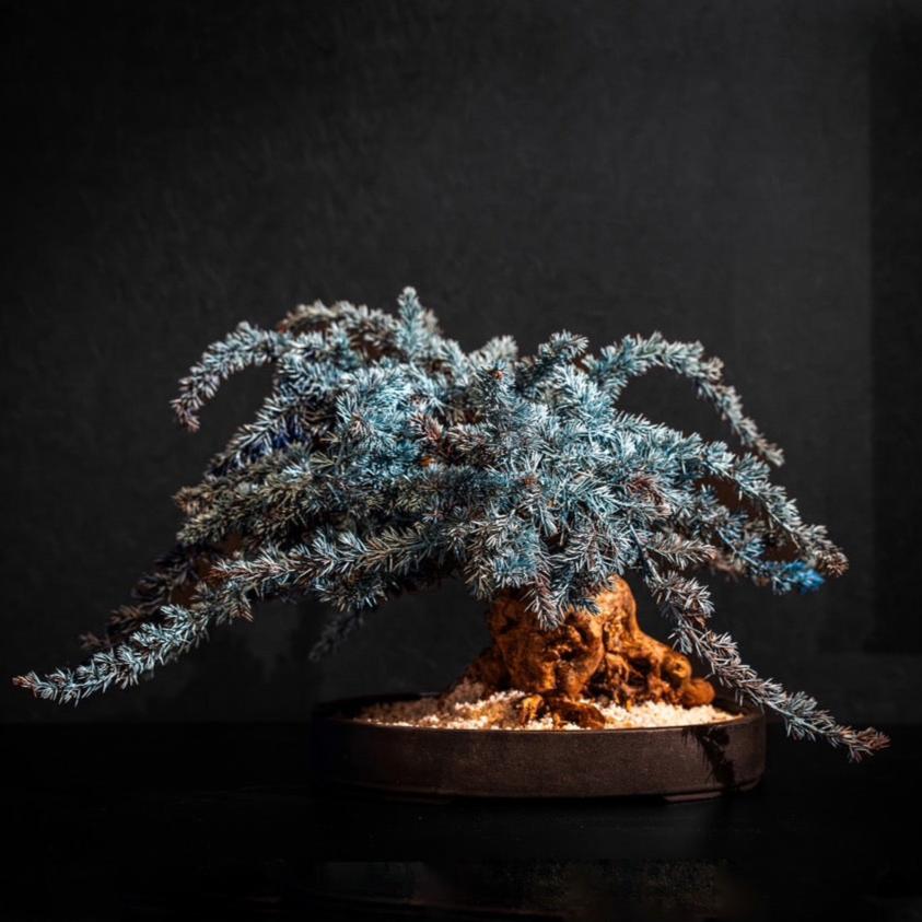 Dry Bonsai Blue