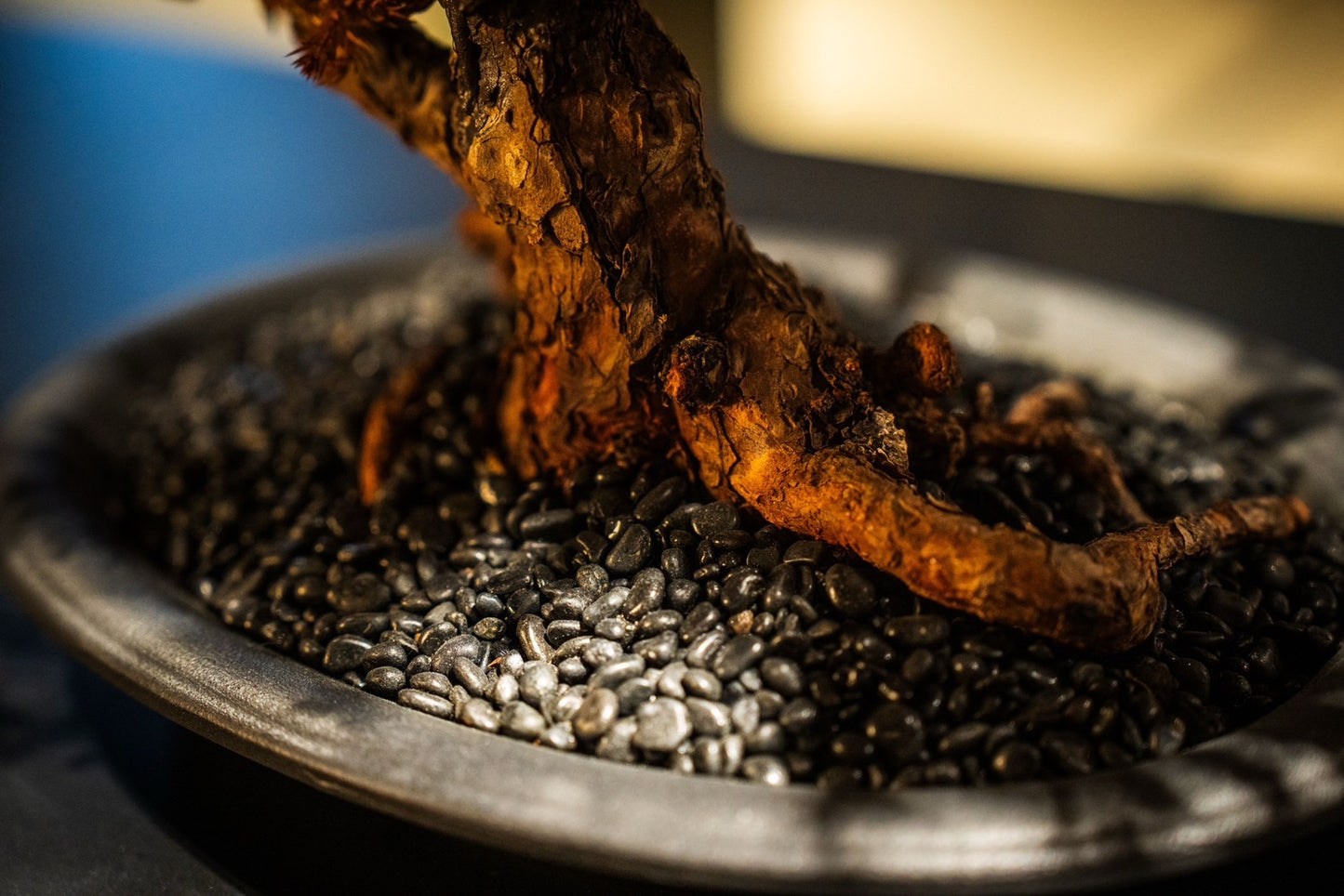 ドライ盆栽 茶