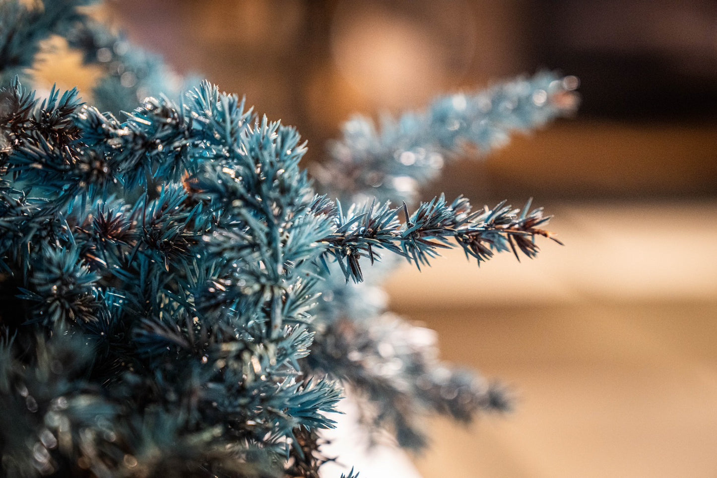 Dry Bonsai Blue