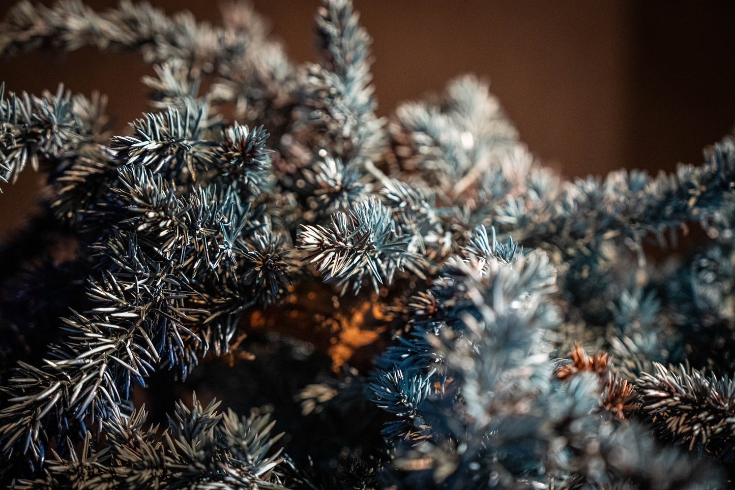 Dry Bonsai Blue