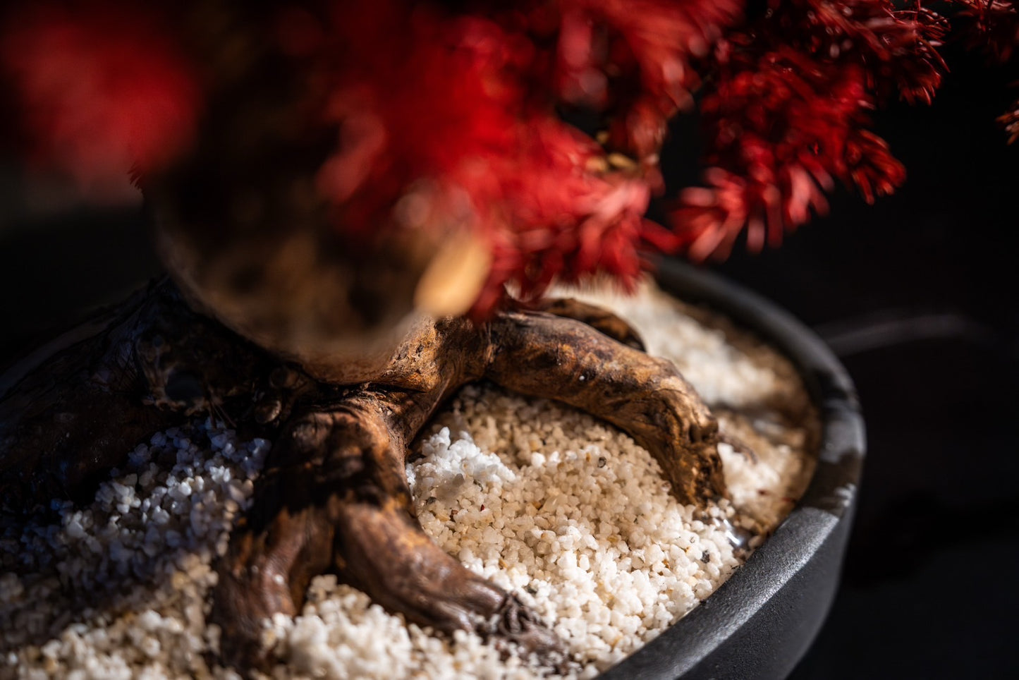 Dry Bonsai Red