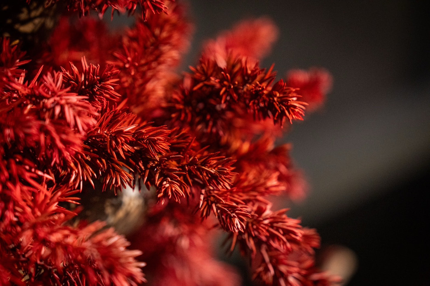 Dry Bonsai Red