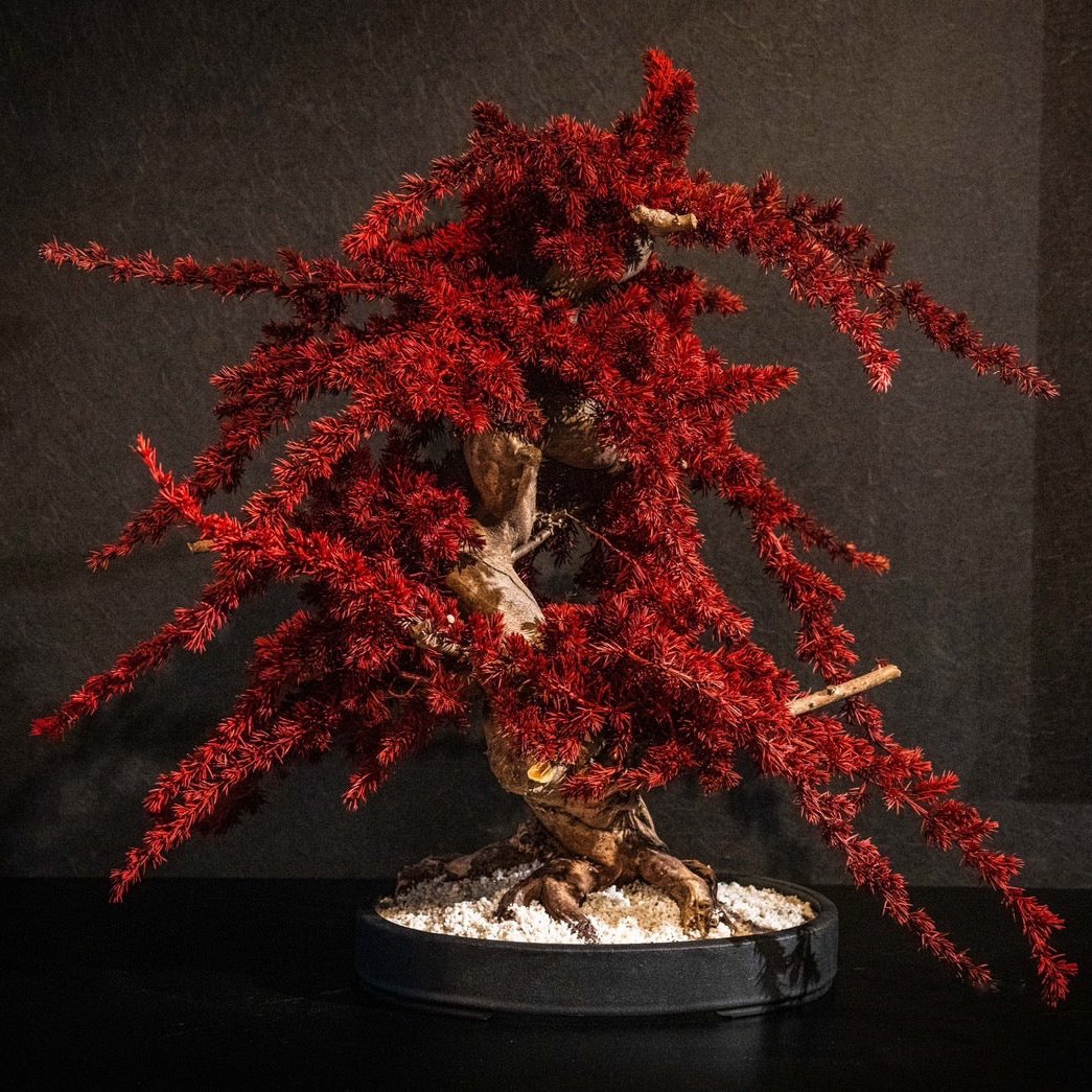 Dry Bonsai Red