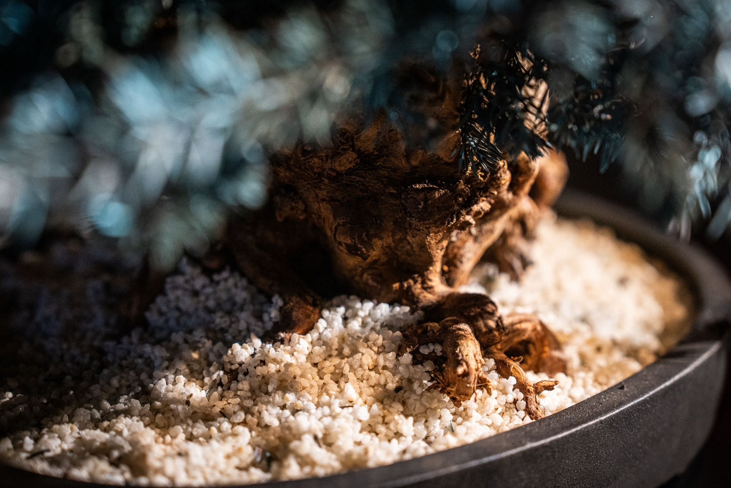 Dry Bonsai Blue
