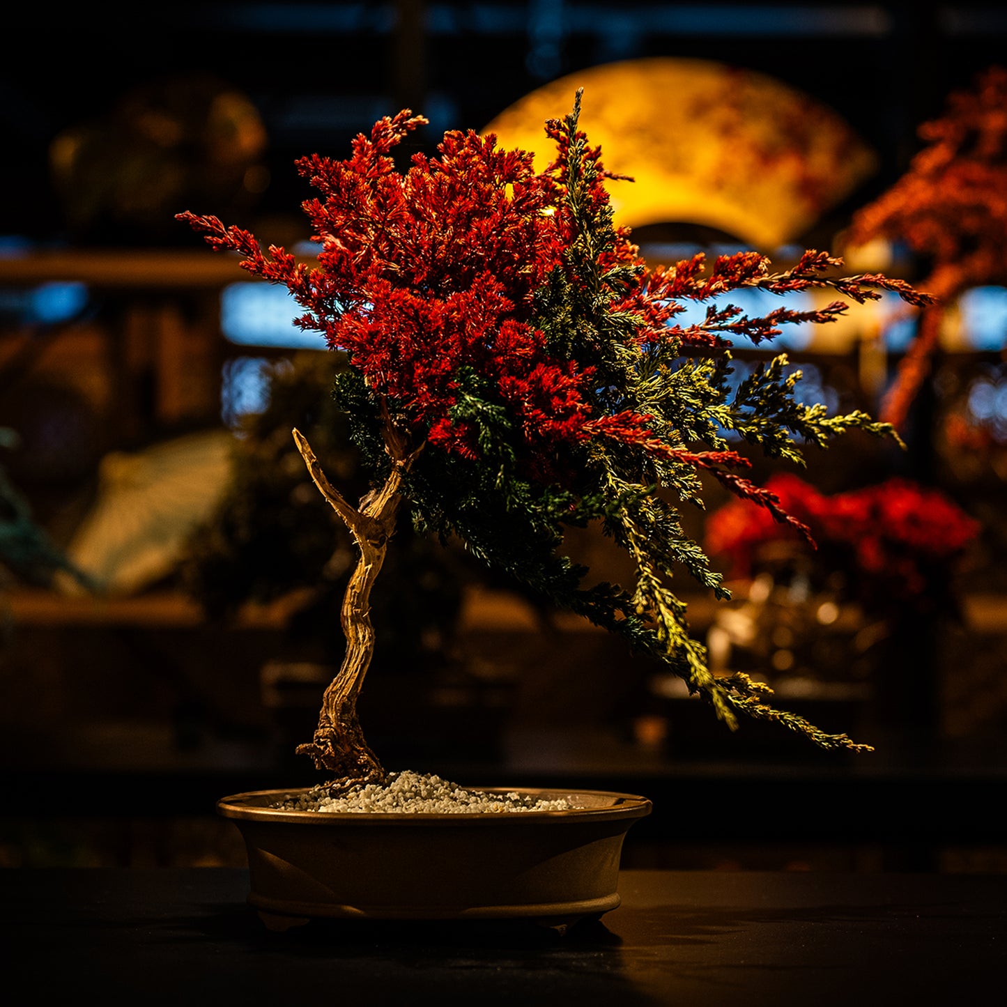 Dry Bonsai Red Green