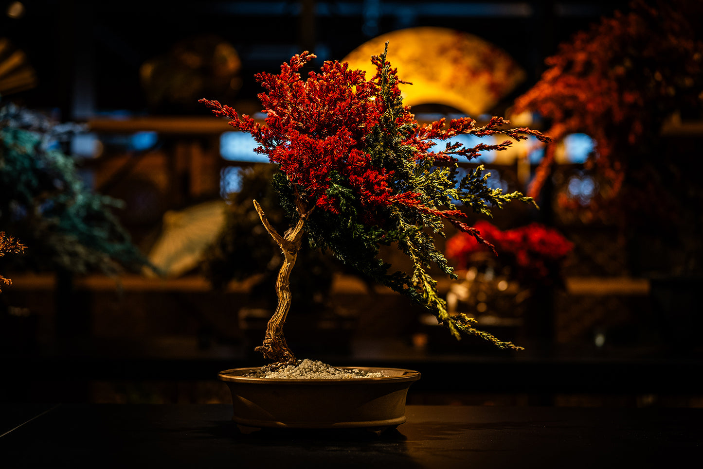 Dry Bonsai Red Green