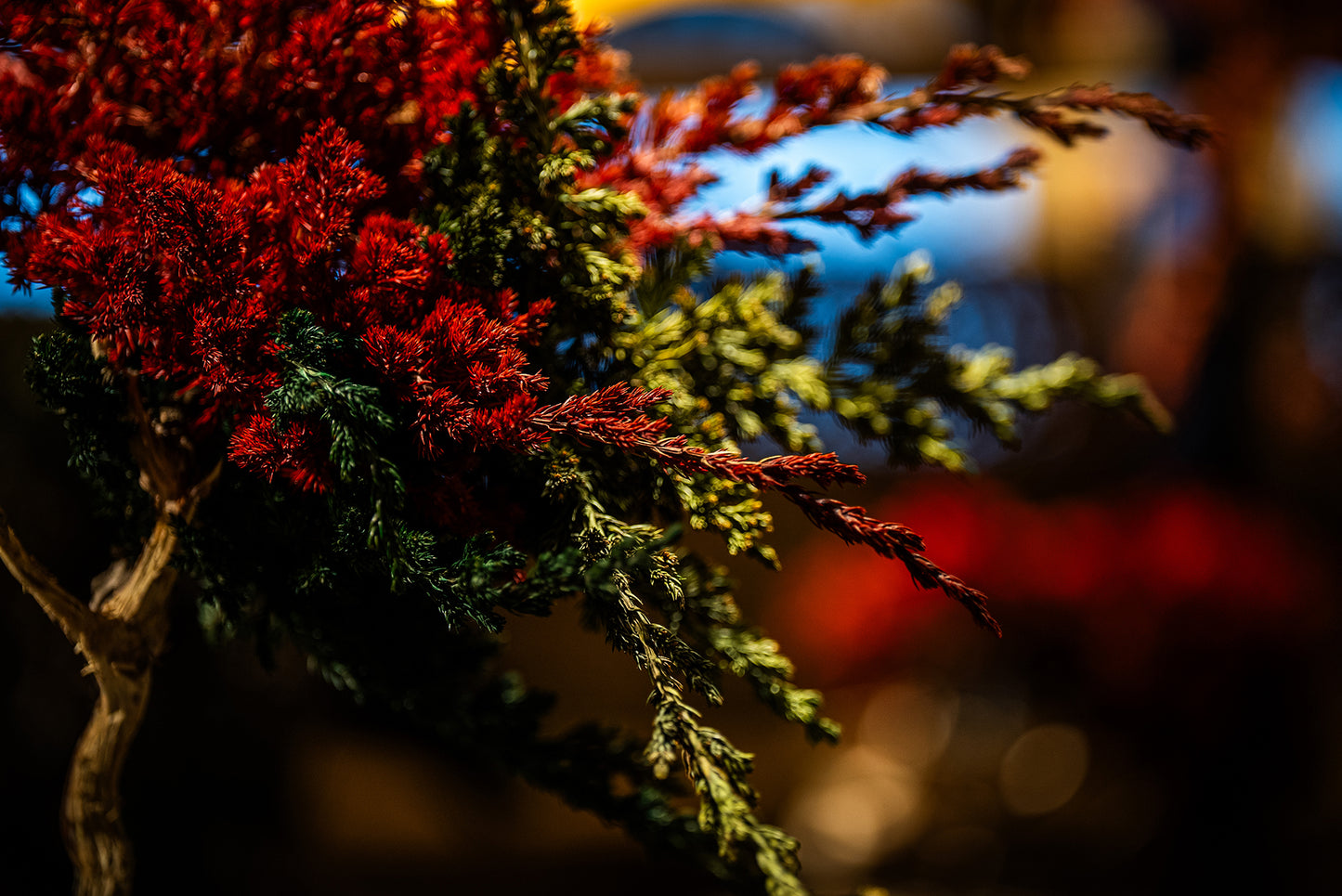 Dry Bonsai Red Green