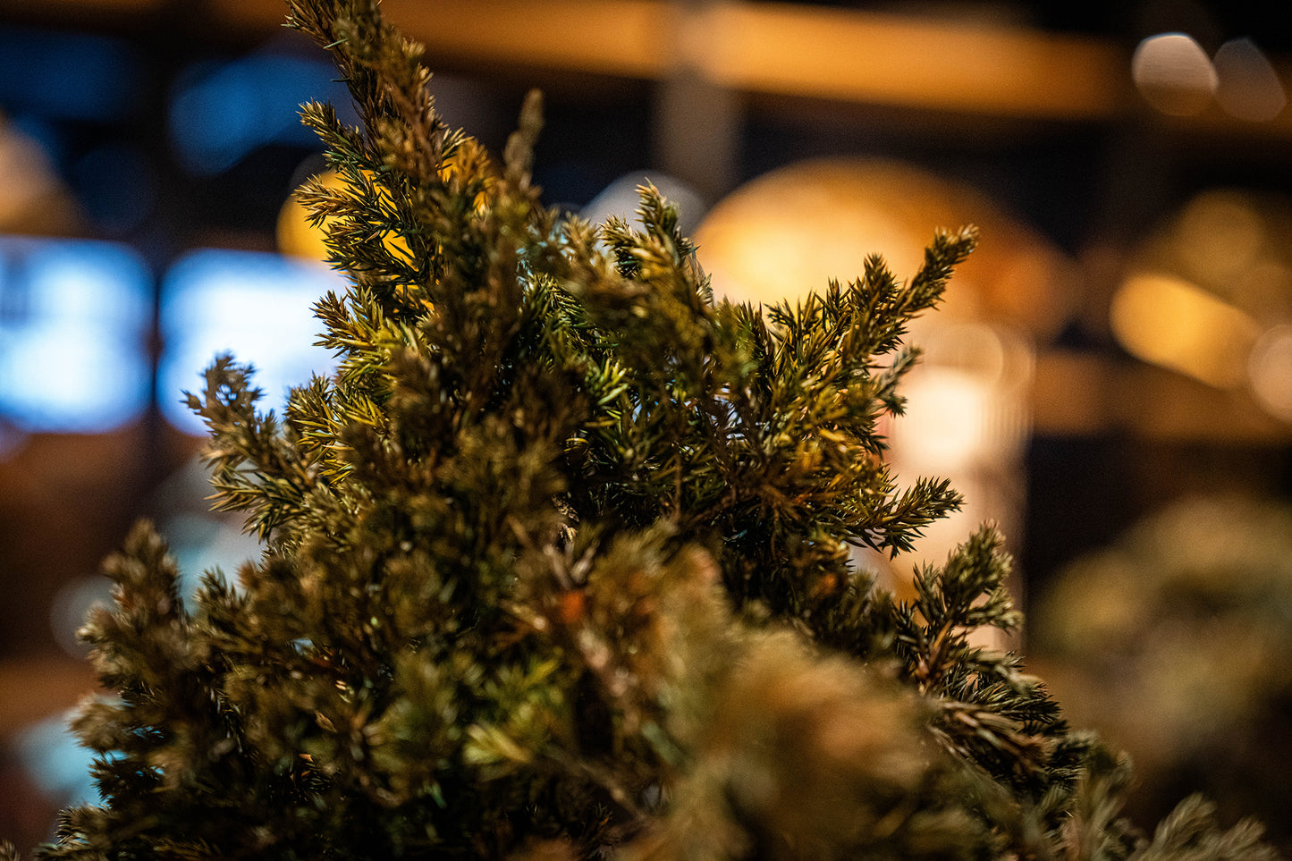 Dry Bonsai Green