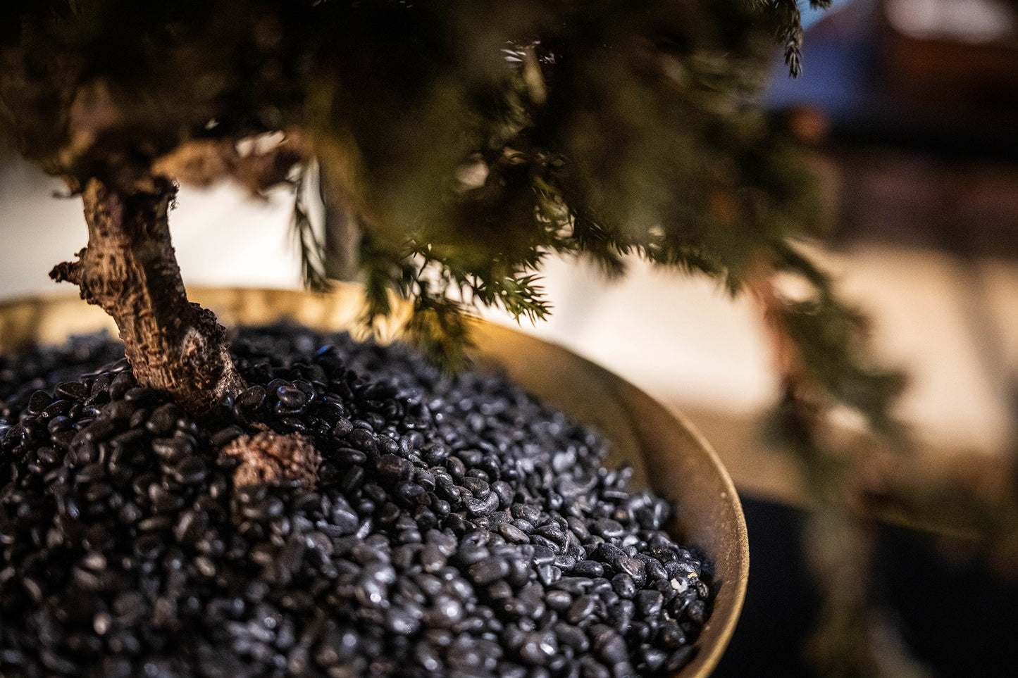 Dry Bonsai Green